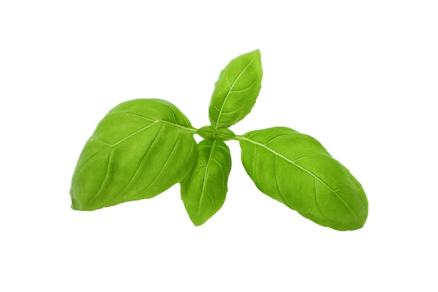 green basil sprig isolated on white background