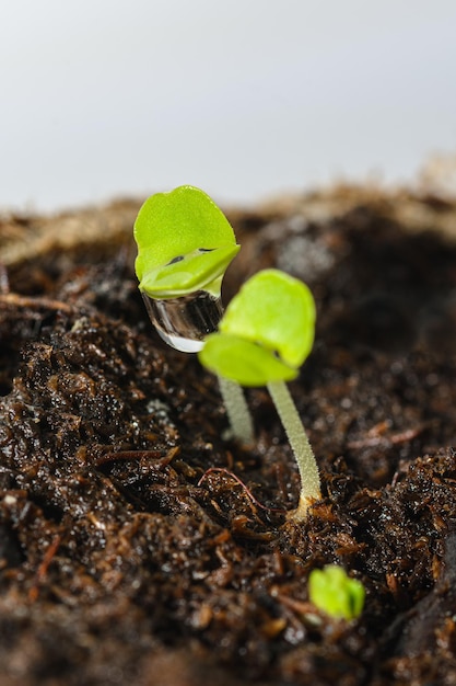 Green basil sprout with a drop falling from one of its leaves after watering