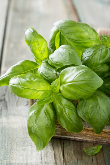 Green basilic leaves