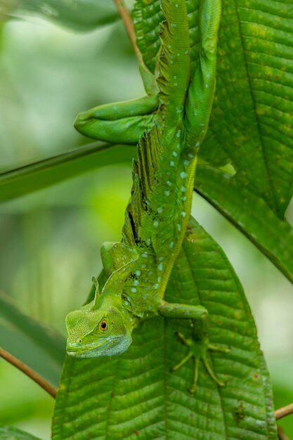 Green Basilisk Basiliscus Plumifrons Costa Rica