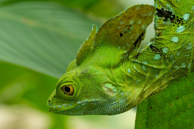 Зеленый василиск Basiliscus Plumifrons Costa Rica