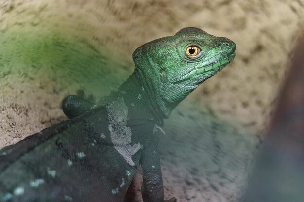 Green Basilisk Lizard