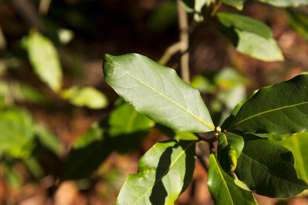 Foglia di alloro verde che cresce in natura, foglie giovani di sfondo ingridiente di spezie dell'albero di alloro, all'inizio della primavera