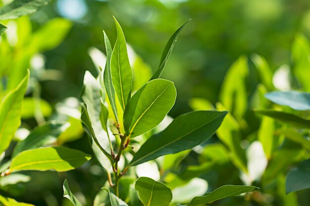 Green bay leaf growing in nature spice ingridient background