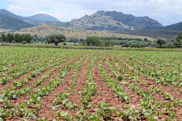 Green bean field Cultivated field