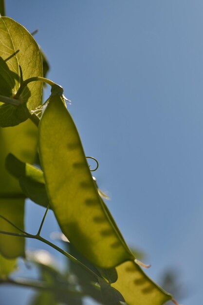 太陽の下でインゲン植物