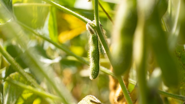 Photo green bean pods growing in a field agriculture