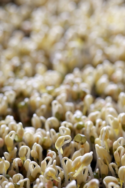 Green bean sprouts , Microgreen Organic