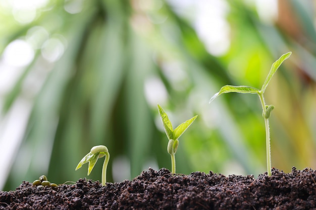 Green bean sprouts on soil in the vegetable garden.