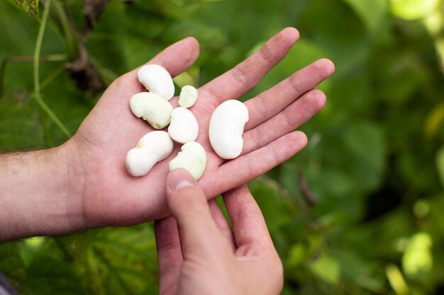 Green beans on a man's hand Harvest time