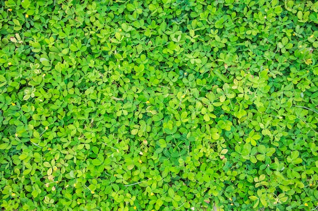 Green beanstalk leaves background