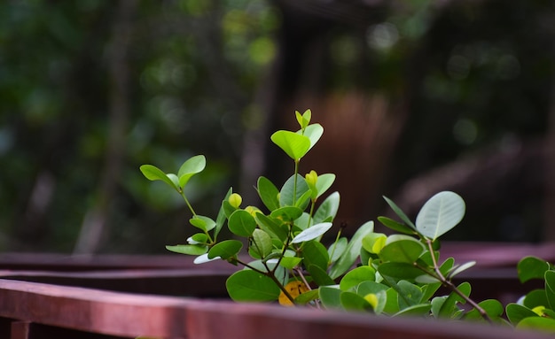 green beautiful green leaves nature