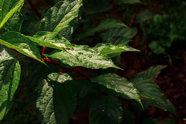 Belle foglie verdi alla luce del sole con gocce di pioggia