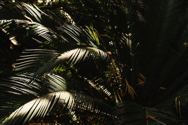 Green beautiful palm leaves in shadow and sunlight in an open garden