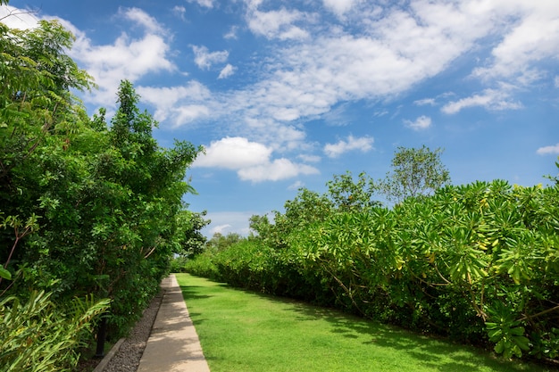 緑豊かな美しい公園と曇りの青い空