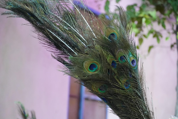 Green beautiful Peacock feather image hd