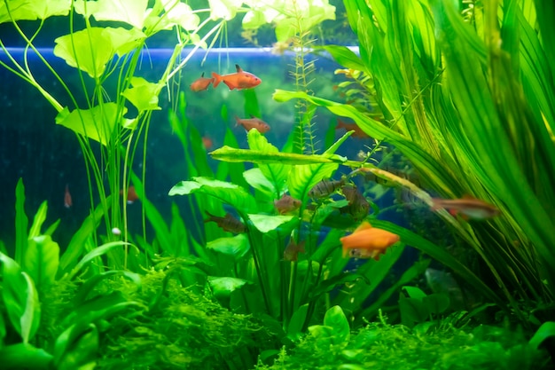 A green beautiful planted tropical freshwater aquarium with fishes