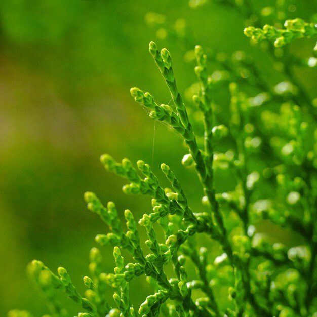 Photo green beautiful plants in the garden