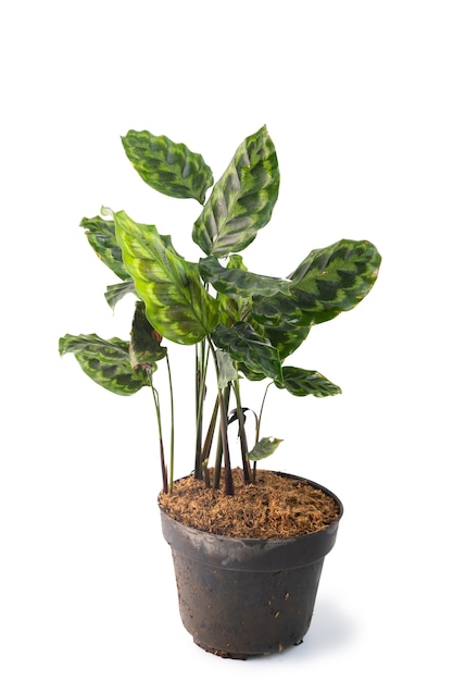 Photo green and beautiful potted calathea plants