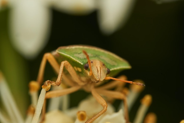 A green bed bug perched on green flowers