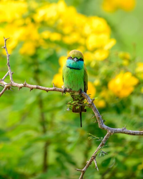 Green bee eater and beautiful yellow wildflower blossoms at yala national park