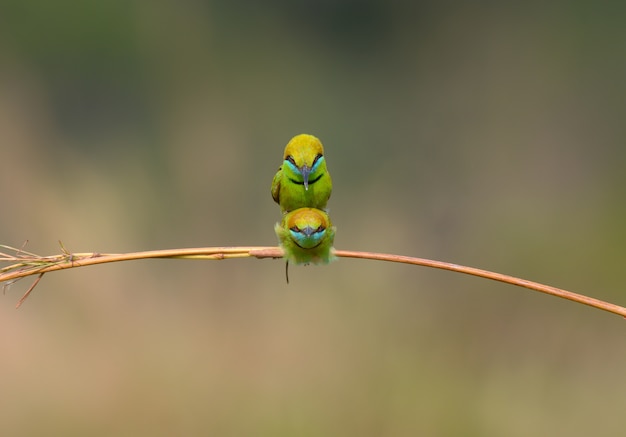 Green Bee-eater making love in the field