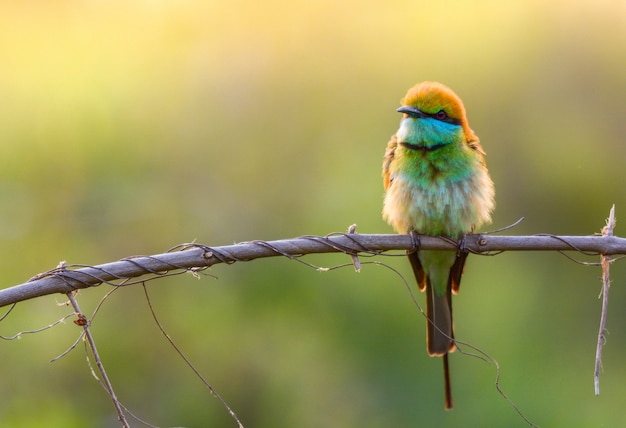 Foto green bee eater (merops orientalis)