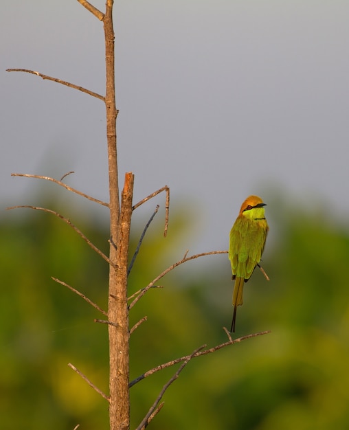 Green Bee-eater perching on a branch in nature