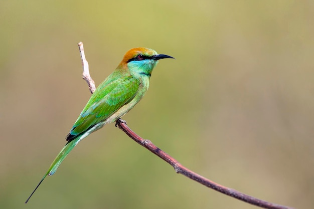 The green bee-eater sitting on the branch..