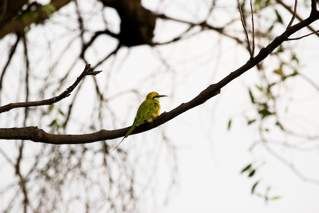 녹색 beeeater merops orientalis는 나뭇가지에 쉬고 있는 작은 녹색 beeeater로도 알려져 있습니다.