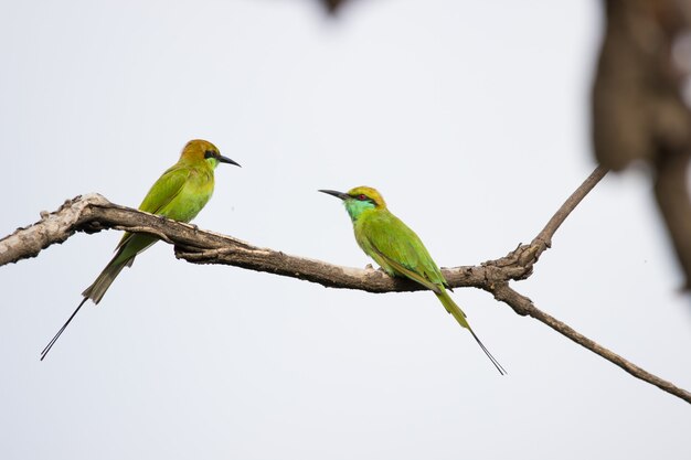 녹색 beeeater merops orientalis는 나뭇가지에 쉬고 있는 작은 녹색 beeeater로도 알려져 있습니다.