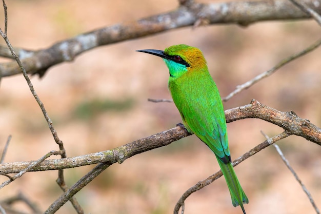 Green beeeater or merops orientalis perching on a twig