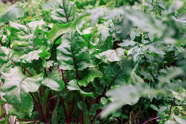 Green beet leaves with red stems in the garden.