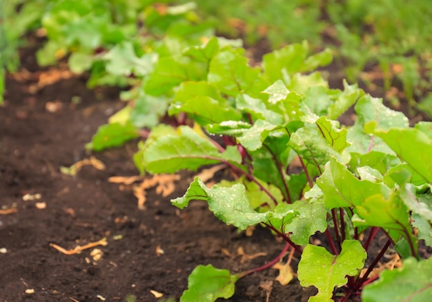 Green beet plants growing in garden