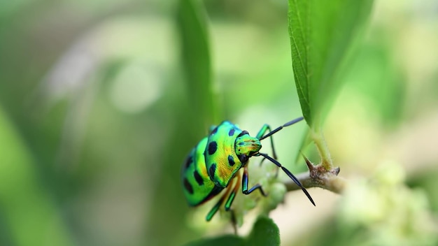 Green beetle on a green background