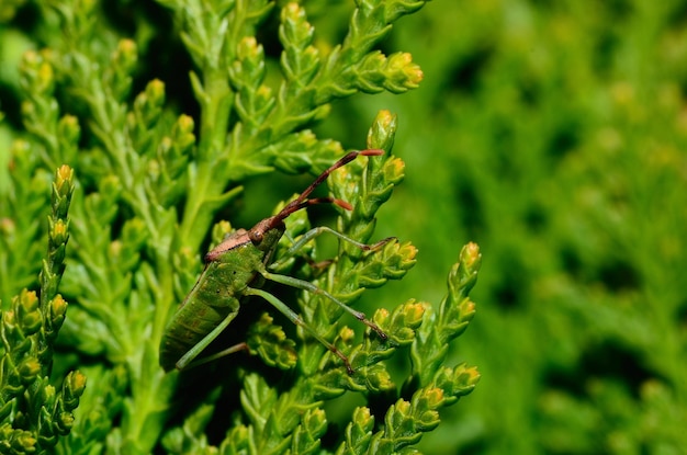 Green beetle on a green bush