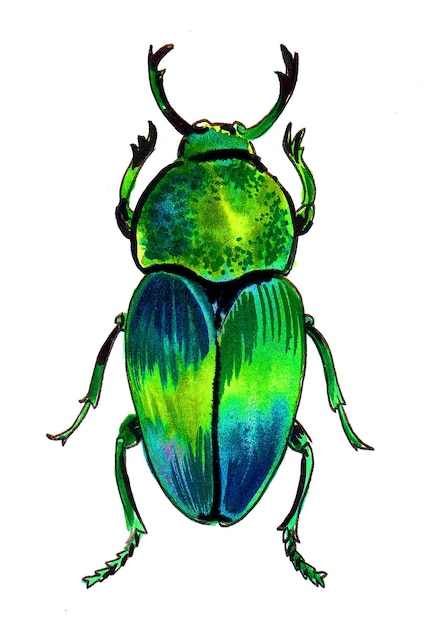 Green beetle Ink and watercolor drawing