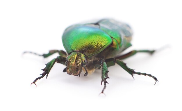 Green beetle isolated