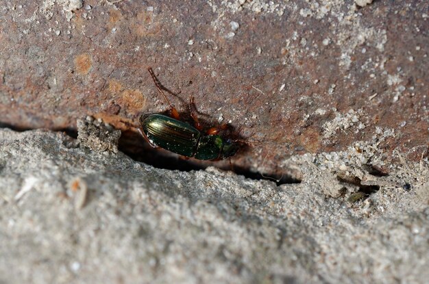 Green beetle in sand