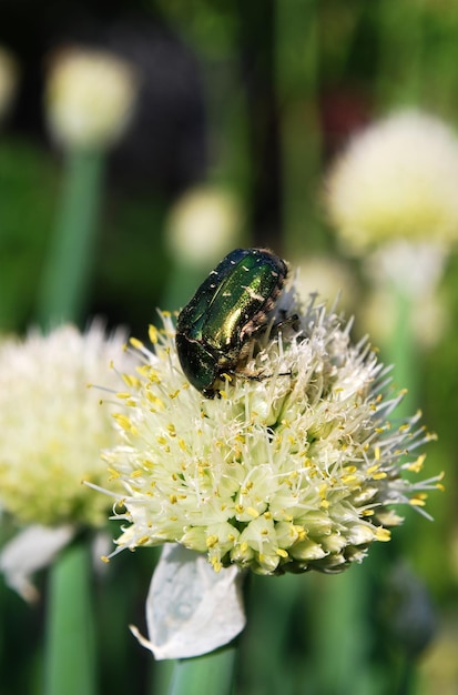 A green beetle sits on a flower with a green and black background.