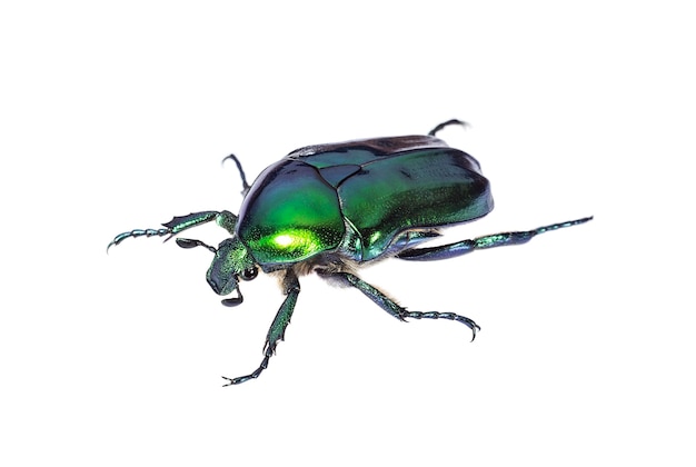 Зеленый жук на белом фоне крупным планом