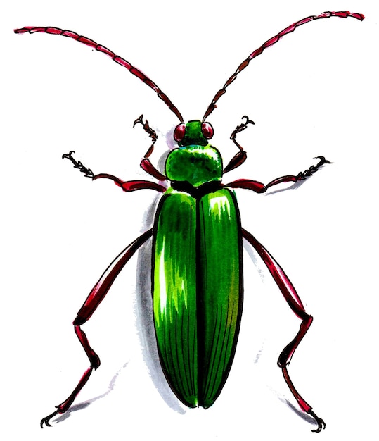 Green beetle on white background. Ink and watercolor drawing