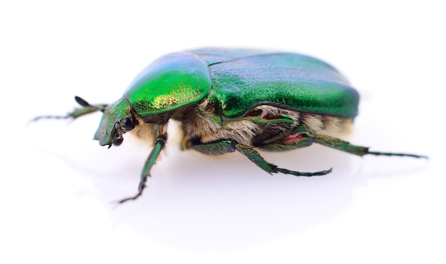 Green beetle on white