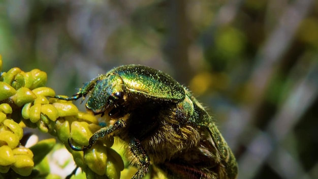 Photo a green beetle with a green body and a green body is on a branch.