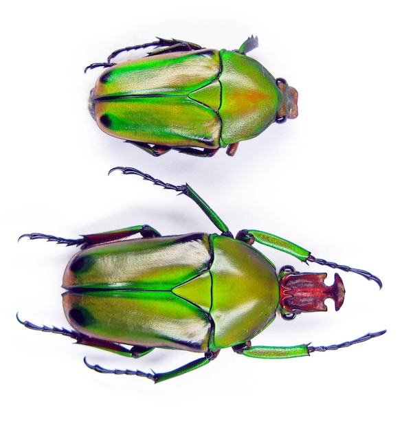 Green beetles unusual shape isolated on white, cyprolais hornimanni macro close up, collection