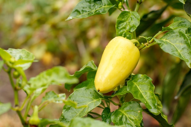 Green bell pepper growing on bush in the garden. Bulgarian or sweet pepper plant. Shallow depth of field