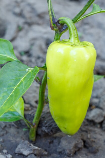 Green bell pepper growing on bush in the garden.