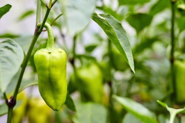 Green bell pepper grows on the bushes in the vegetable garden Closeup selective focus