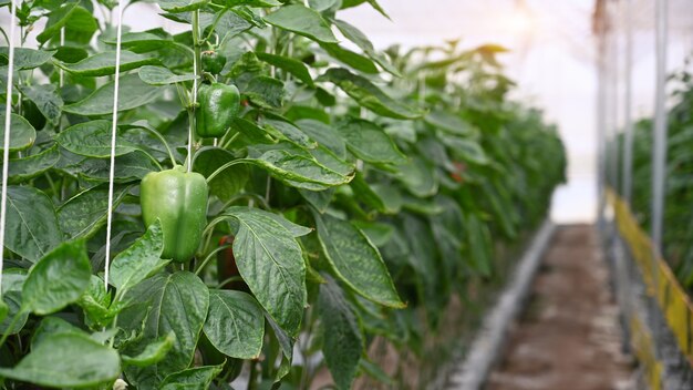 Green bell pepper or sweet pepper growth in modern greenhouse.