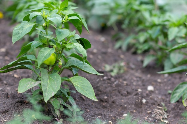 Green bell peppers on the garden bed Immature peppers Organic concept Selective focus Vegetables